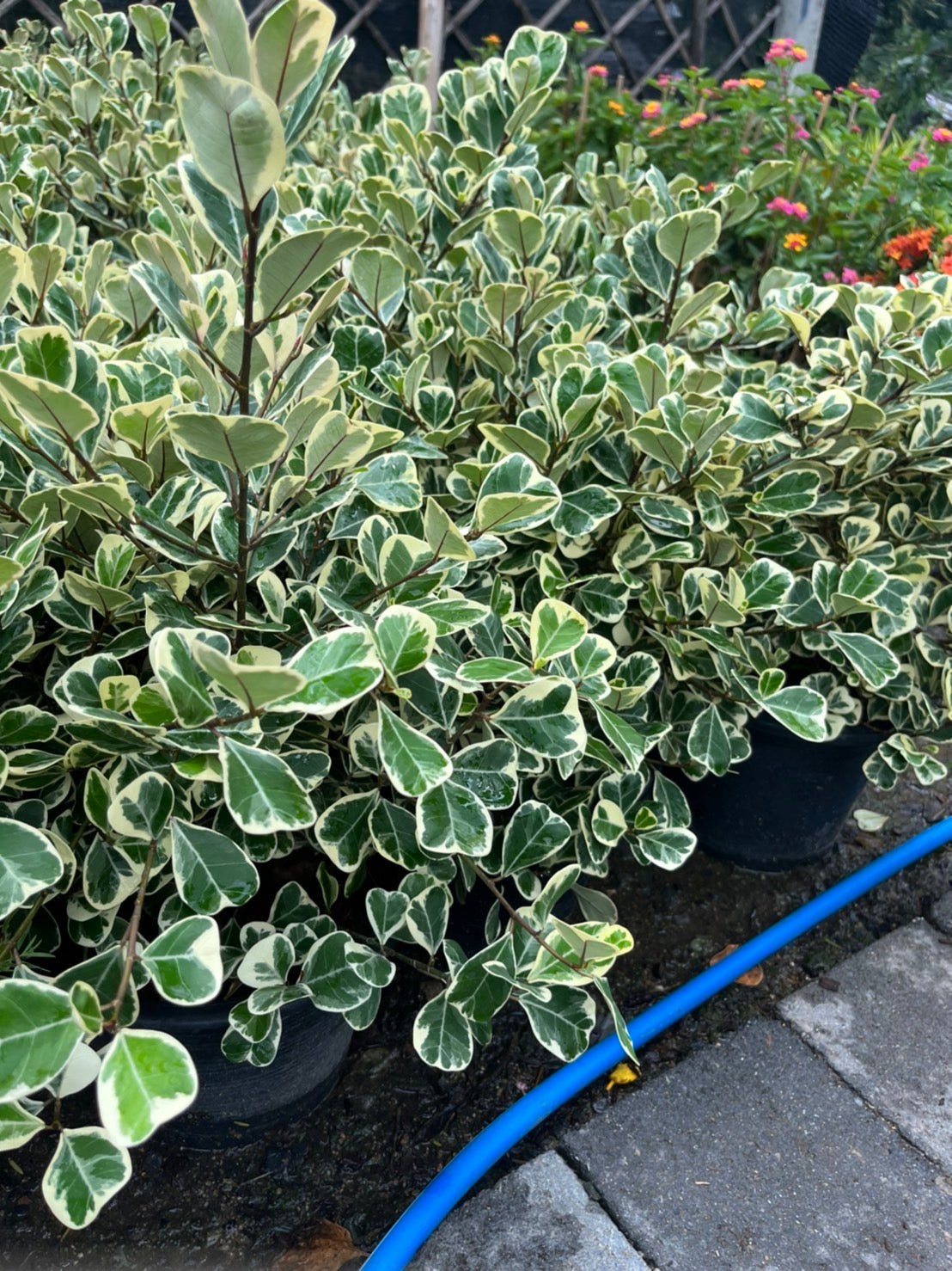 หัวใจสาลิกา (Ficus Lyrata 'Variegata') ไม้ใบมงคลทรงหัวใจในกระถาง 11 นิ้ว - Pamathegardener