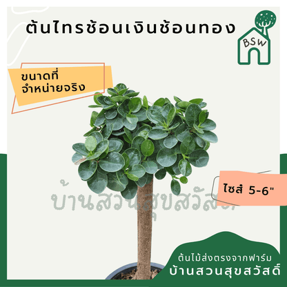 ไทรช้อนเงินช้อนทอง (Ficus Lyrata 'Variegata') ไม้มงคลในกระถางพร้อมตั้ง - Pamathegardener