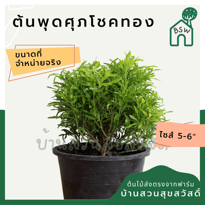 พุดศุภโชค (Gardenia Jasminoides) ไม้ดอกหอมในกระถางพร้อมตั้ง - Pamathegardener