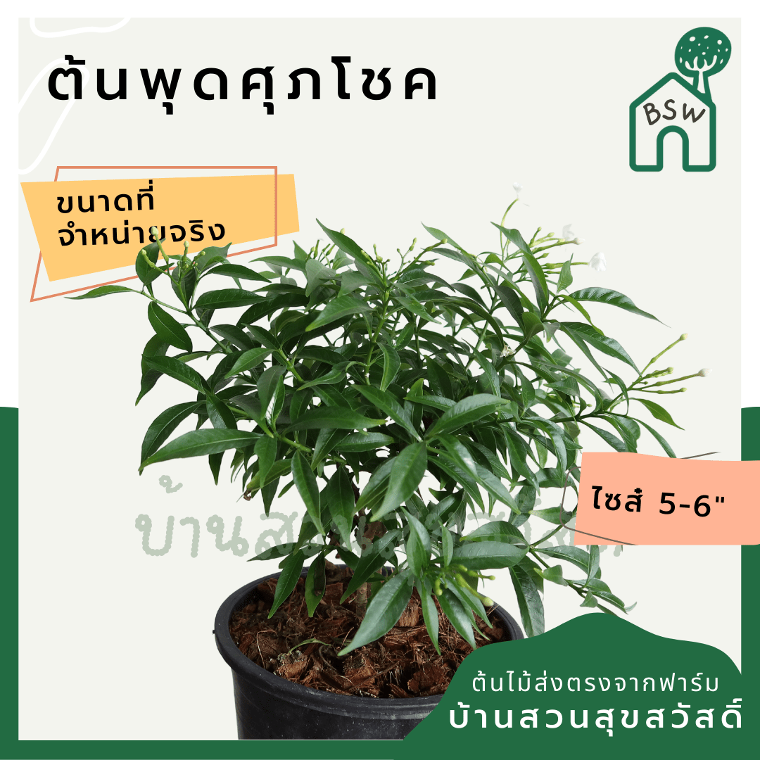 พุดศุภโชค (Gardenia Jasminoides) ไม้ดอกหอมในกระถางพร้อมตั้ง - Pamathegardener
