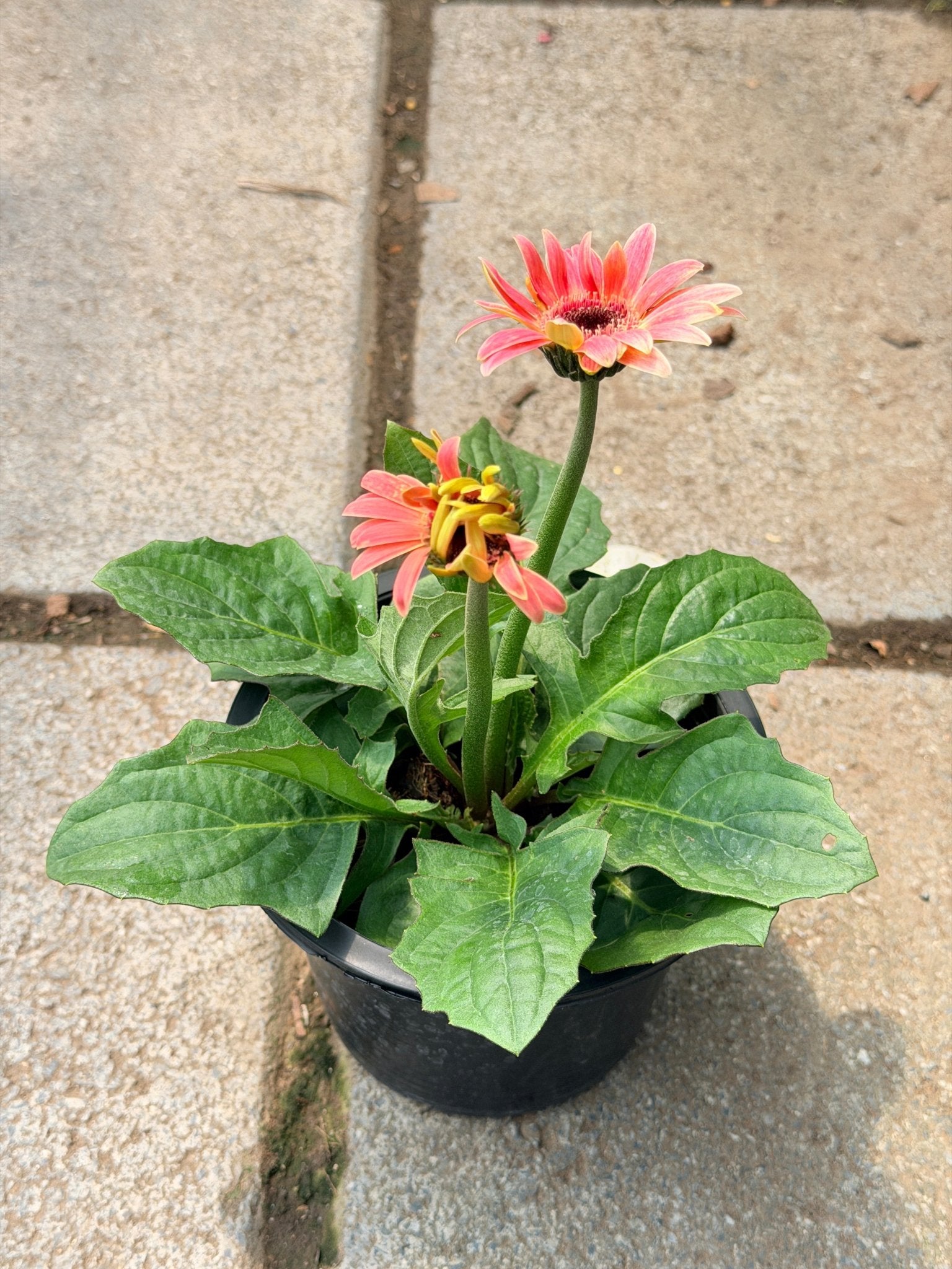 ต้นเยอบีร่าแคระ Gerbera คละสีนะคะ 6 นิ้ว - Pamathegardener