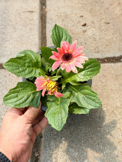 ต้นเยอบีร่าแคระ Gerbera คละสีนะคะ 6 นิ้ว - Pamathegardener