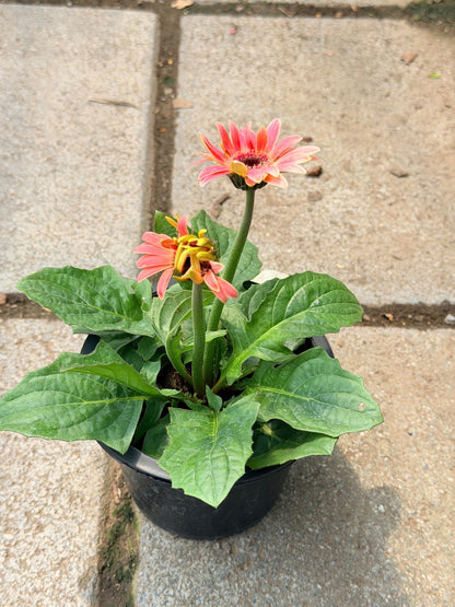 ต้นเยอบีร่าแคระ Gerbera คละสีนะคะ 6 นิ้ว - Pamathegardener