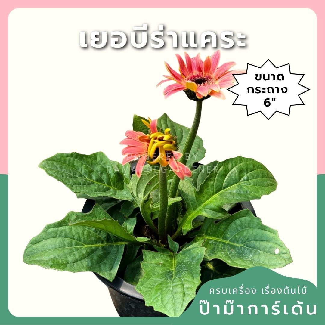 ต้นเยอบีร่าแคระ Gerbera คละสีนะคะ 6 นิ้ว - Pamathegardener