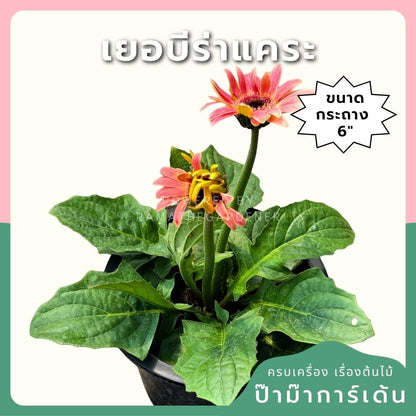 ต้นเยอบีร่าแคระ Gerbera คละสีนะคะ 6 นิ้ว - Pamathegardener