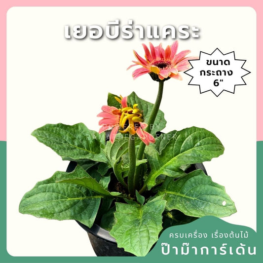 ต้นเยอบีร่าแคระ Gerbera คละสีนะคะ 6 นิ้ว - Pamathegardener