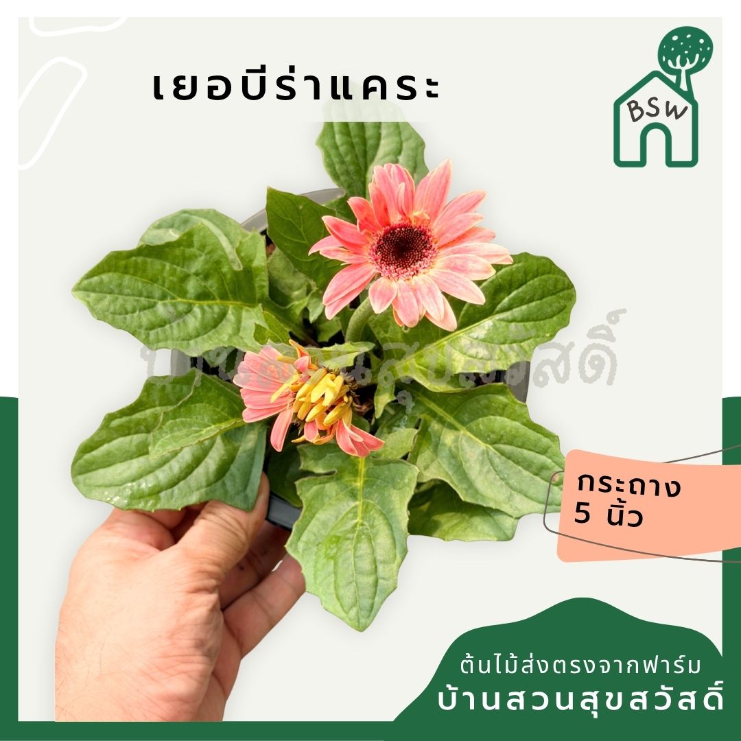 ต้นเยอบีร่าแคระ Gerbera คละสีนะคะ 6 นิ้ว - Pamathegardener