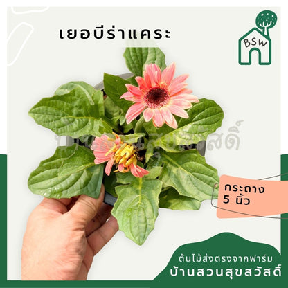 ต้นเยอบีร่าแคระ Gerbera คละสีนะคะ 6 นิ้ว - Pamathegardener