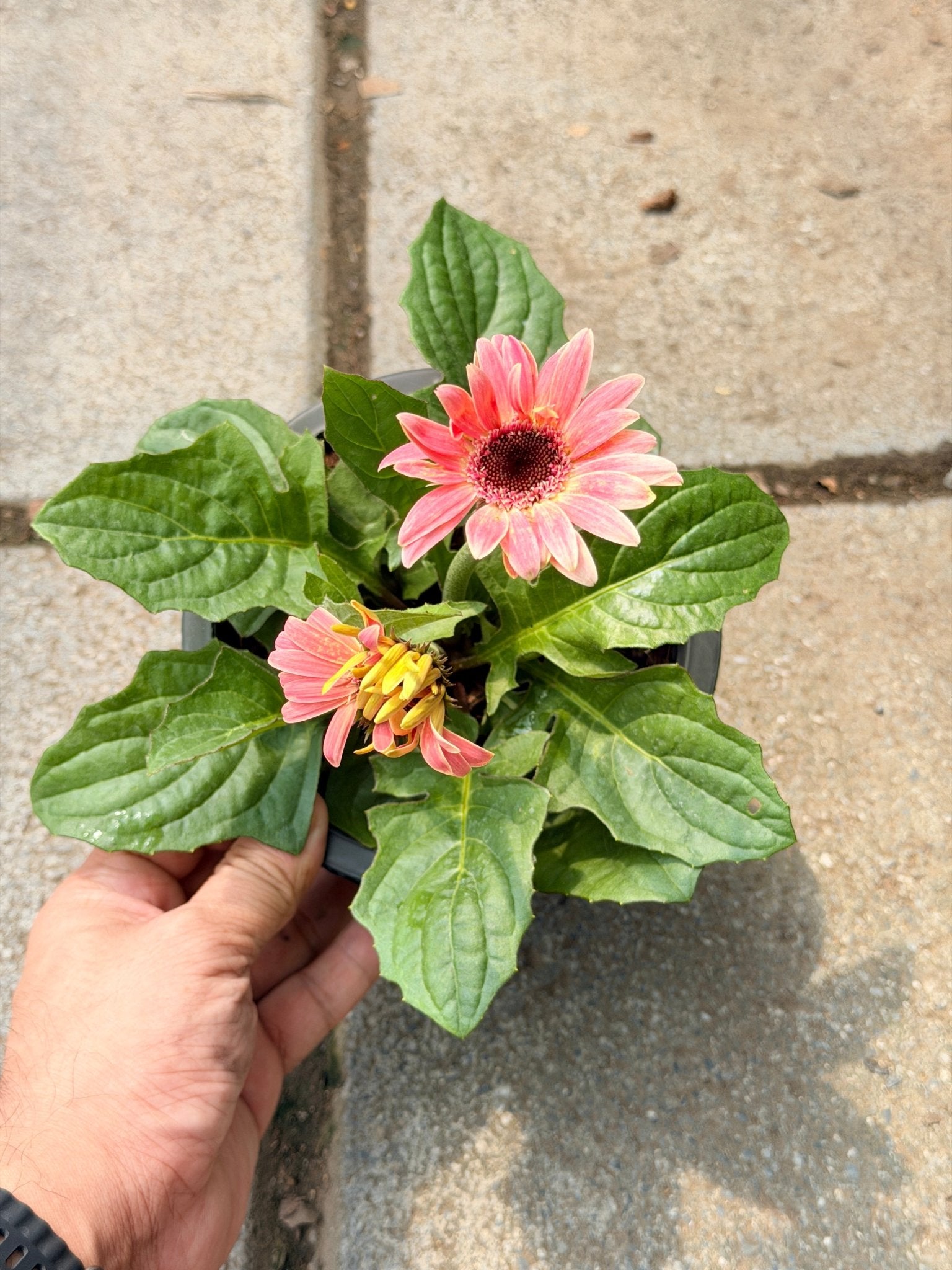 ต้นเยอบีร่าแคระ Gerbera คละสีนะคะ 6 นิ้ว - Pamathegardener