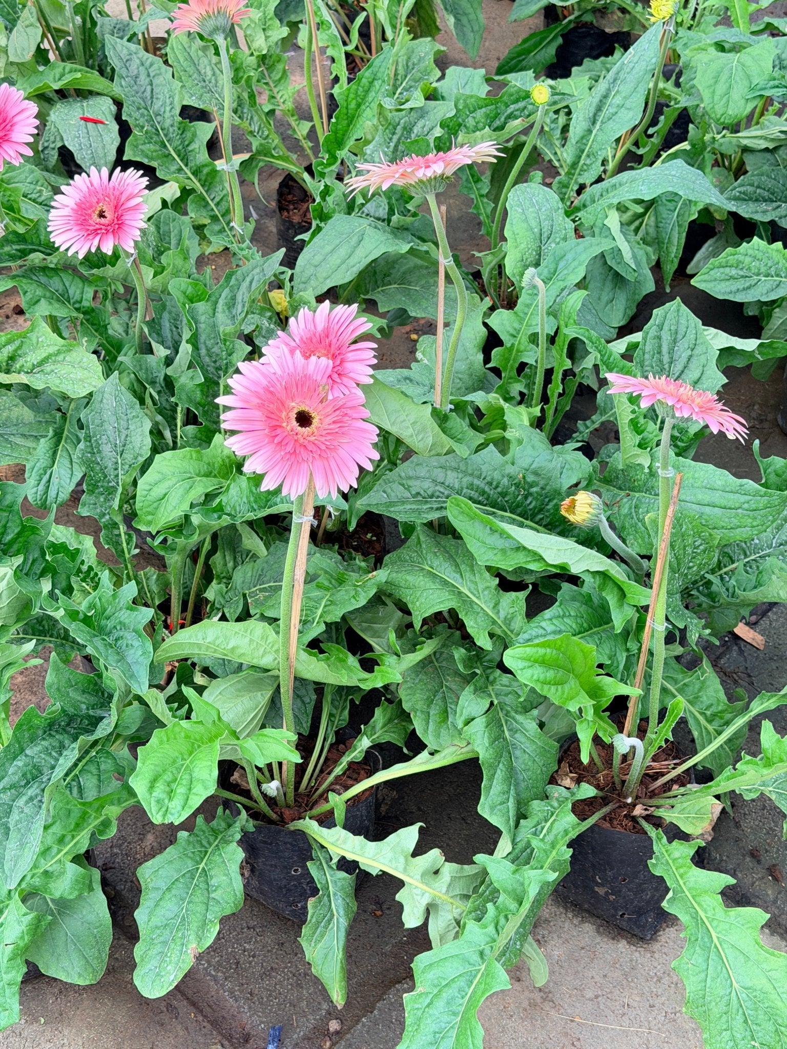 ต้นเยอบีร่าแคระ Gerbera คละสีนะคะ 6 นิ้ว - Pamathegardener