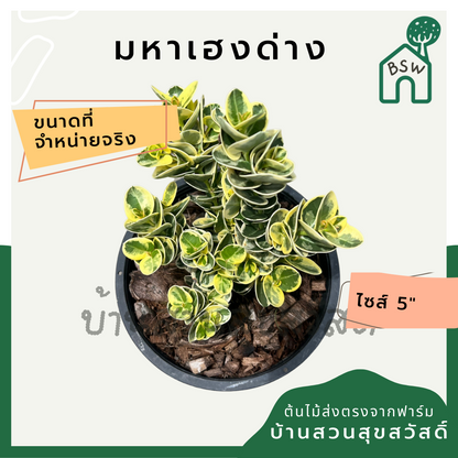 มหาเฮงด่าง พร้อมกระถาง 5 นิ้ว