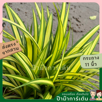 ต้นเตยด่าง เตยทอง ส่งพร้อมกระถาง 11 นิ้ว