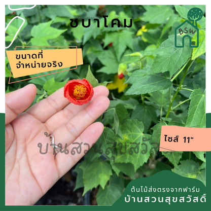ชบาโคม กระถาง 8 นิ้ว ดอกสีแดง / สีส้ม