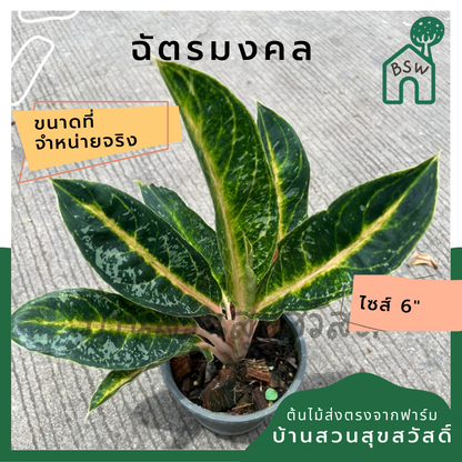 อโกลนีมา ฉัตรมงคล ส่งพร้อมกระถาง 6 นิ้ว