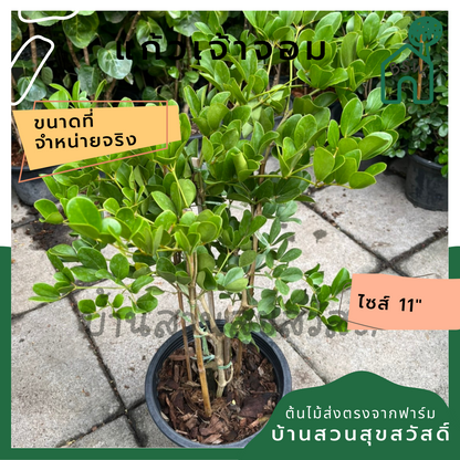 แก้วเจ้าจอม ดอกสีม่วง