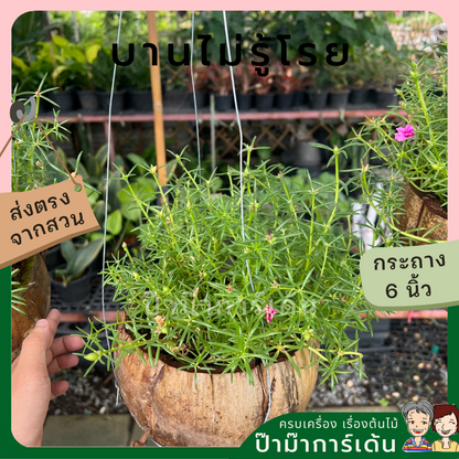 แพรเซี่ยงไฮ้ พร้มกระถางมะพร้าว