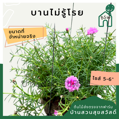แพรเซี่ยงไฮ้ พร้มกระถางมะพร้าว