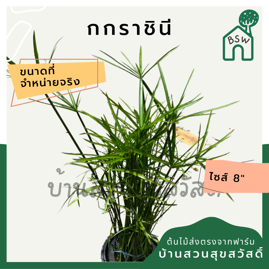 กกราชินี ไปรับ