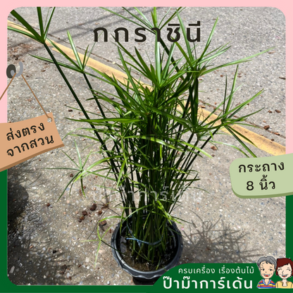 กกราชินี ไปรับ