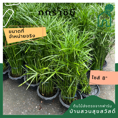 กกราชินี ไปรับ