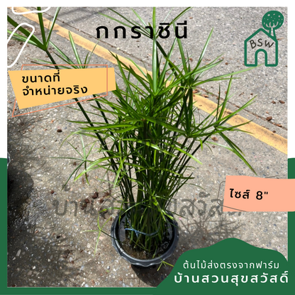 กกราชินี ไปรับ