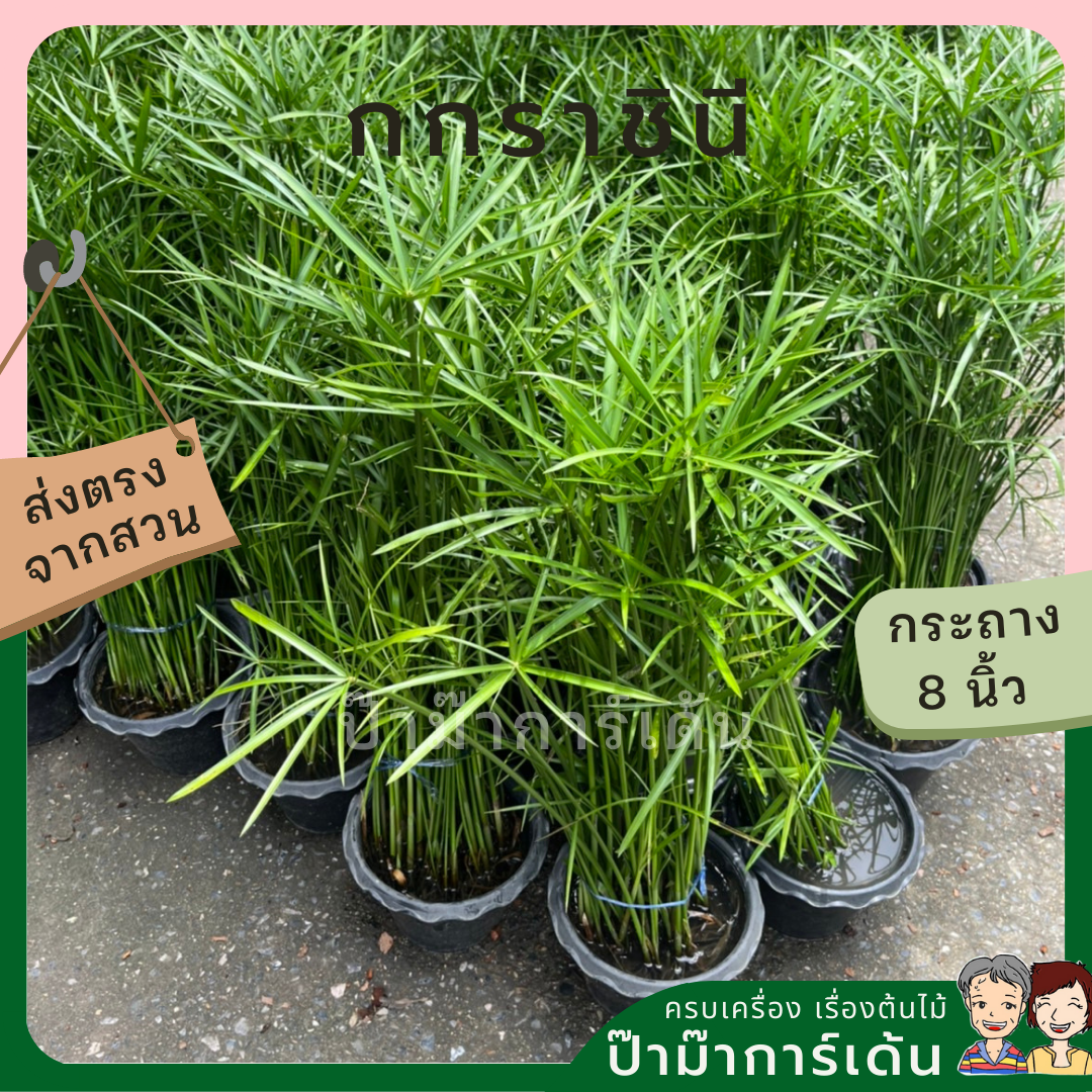 กกราชินี ไปรับ