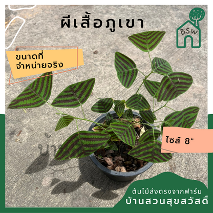 ผีเสื้อภูเขา (Christia obcordata)
