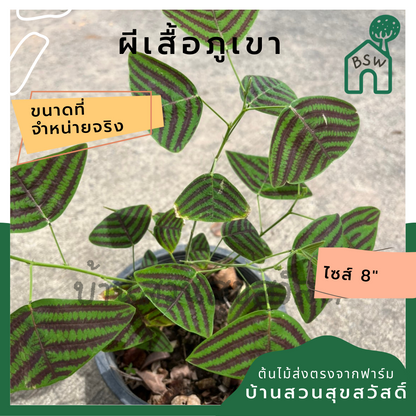 ผีเสื้อภูเขา (Christia obcordata)
