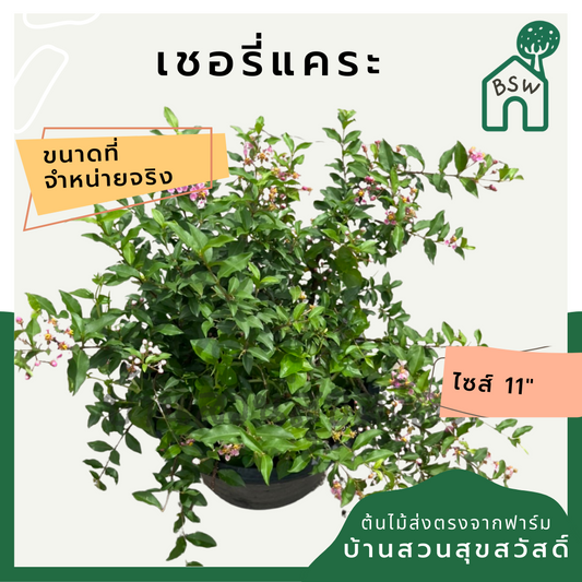 เชอรี่แคระ