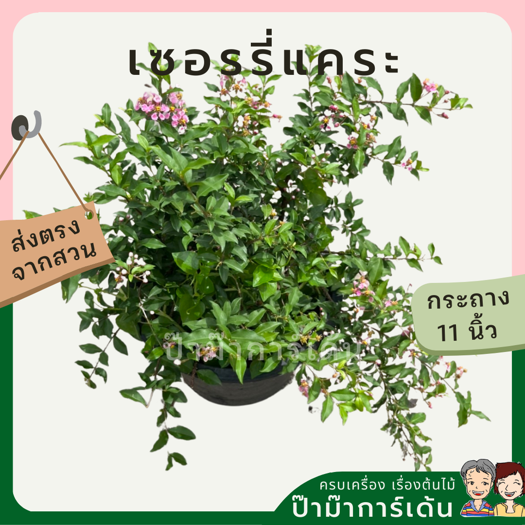เชอรี่แคระ