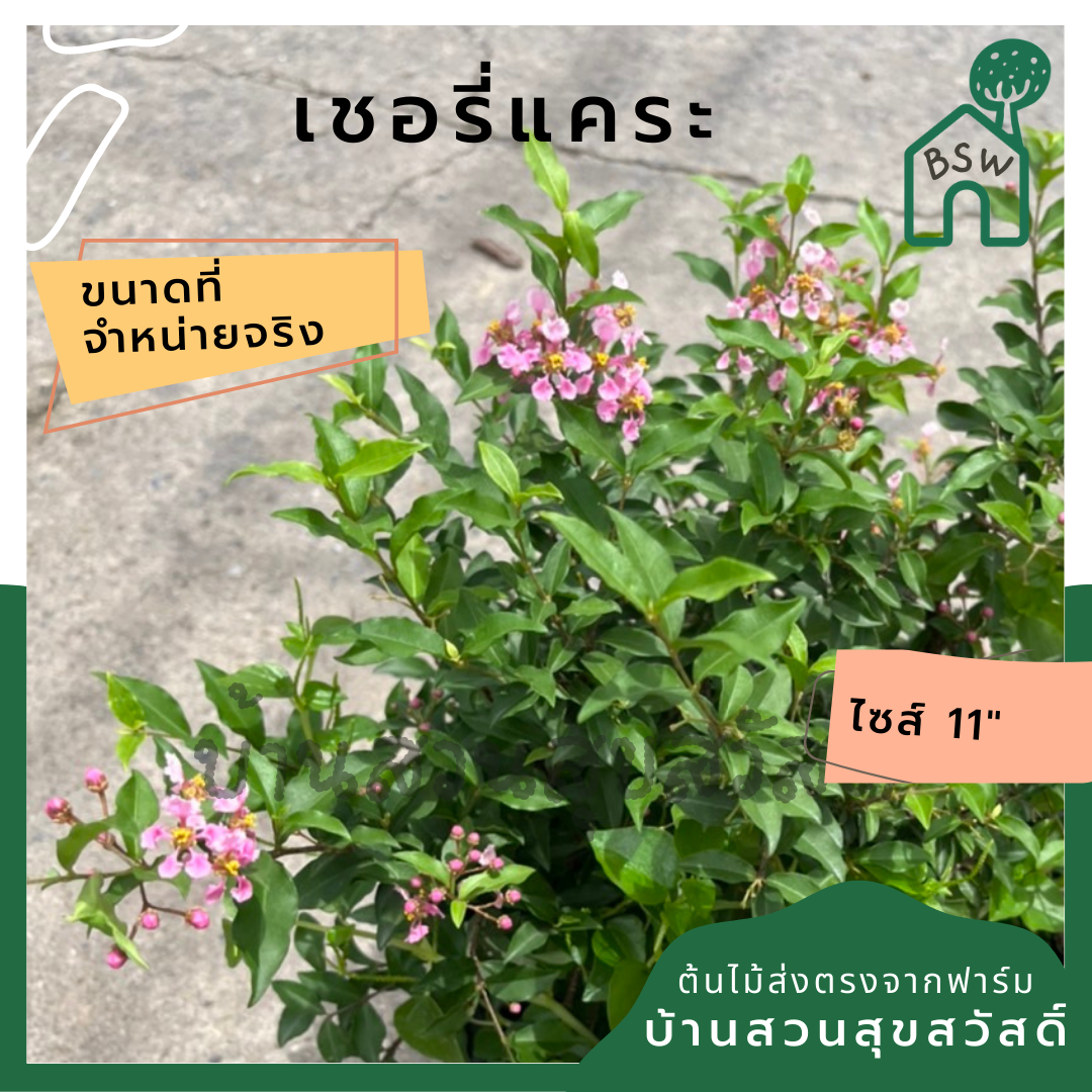 เชอรี่แคระ