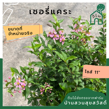 เชอรี่แคระ