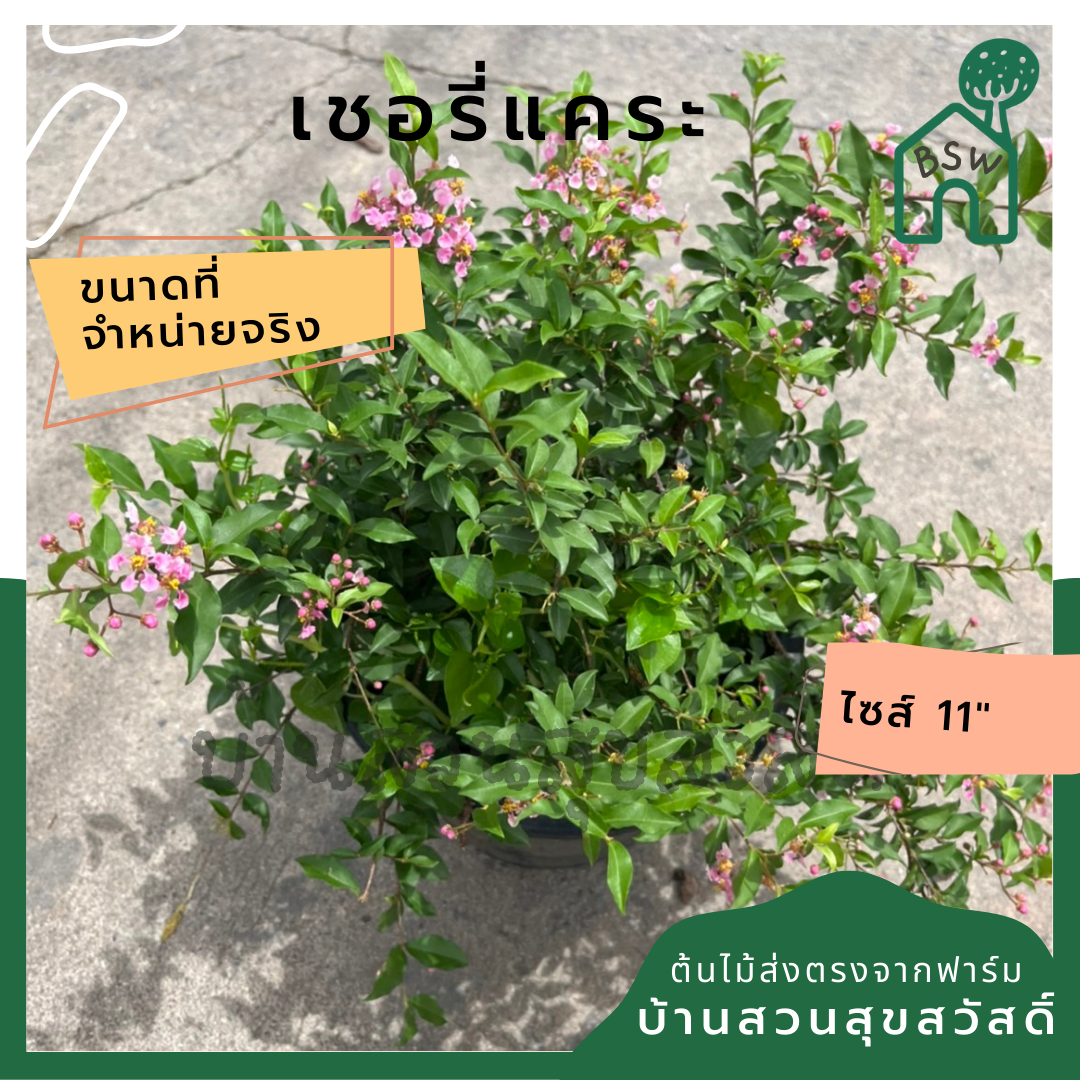 เชอรี่แคระ