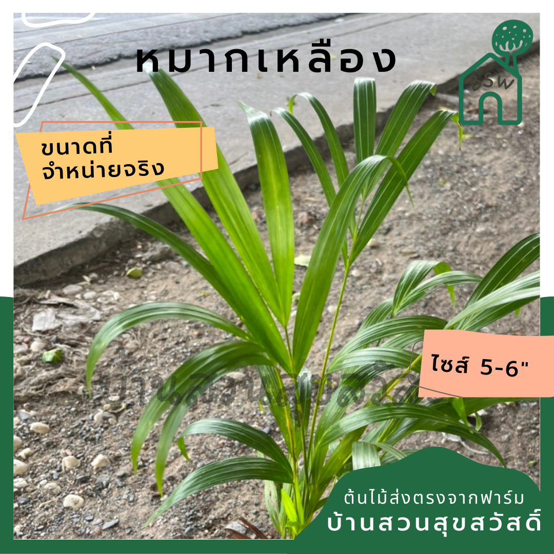 หมากเหลือง ส่งถุงดำประมาน 5 นิ้ว