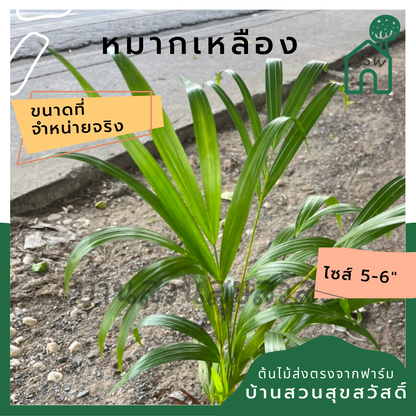 หมากเหลือง ส่งถุงดำประมาน 5 นิ้ว