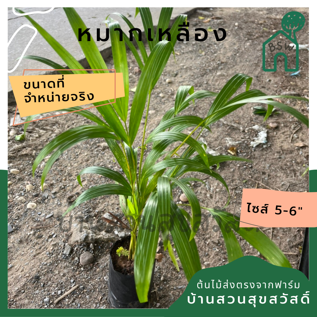 หมากเหลือง ส่งถุงดำประมาน 5 นิ้ว
