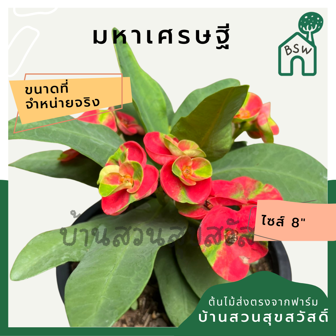 โป๊เซียน มหาเศรษฐี ต้นใหญ่ใส่กระถาง 8 นิ้ว