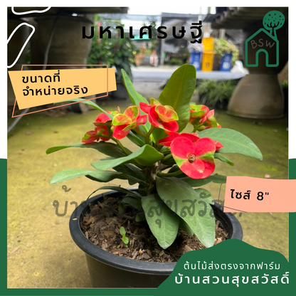 โป๊เซียน มหาเศรษฐี ต้นใหญ่ใส่กระถาง 8 นิ้ว