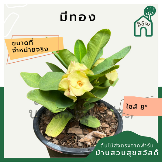 โป๊เซียน มีทอง ต้นใหญ่ใส่กระถาง 8 นิ้ว