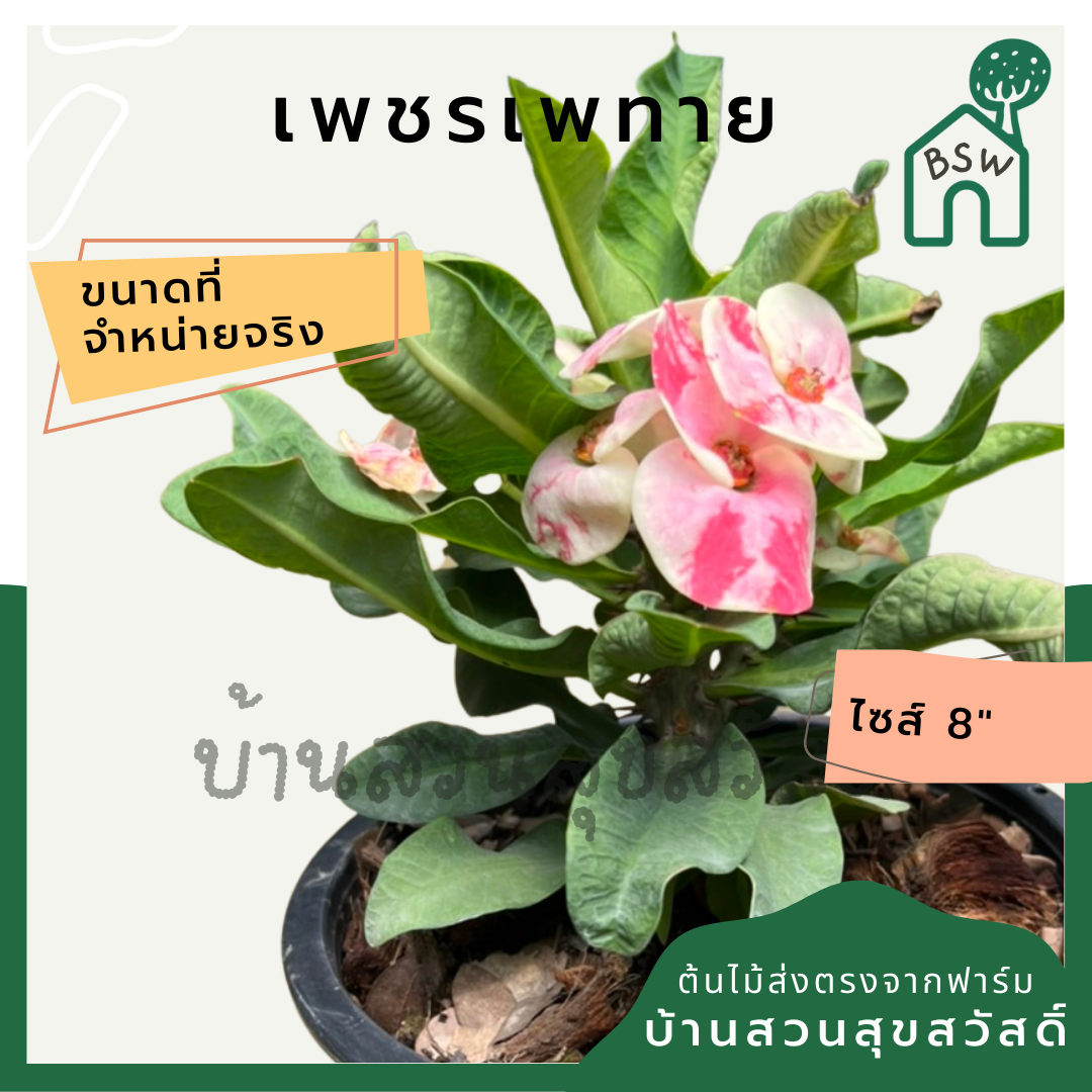 โป๊เซียน เพชรเพทาย ต้นใหญ่ใส่กระถาง 8 นิ้ว