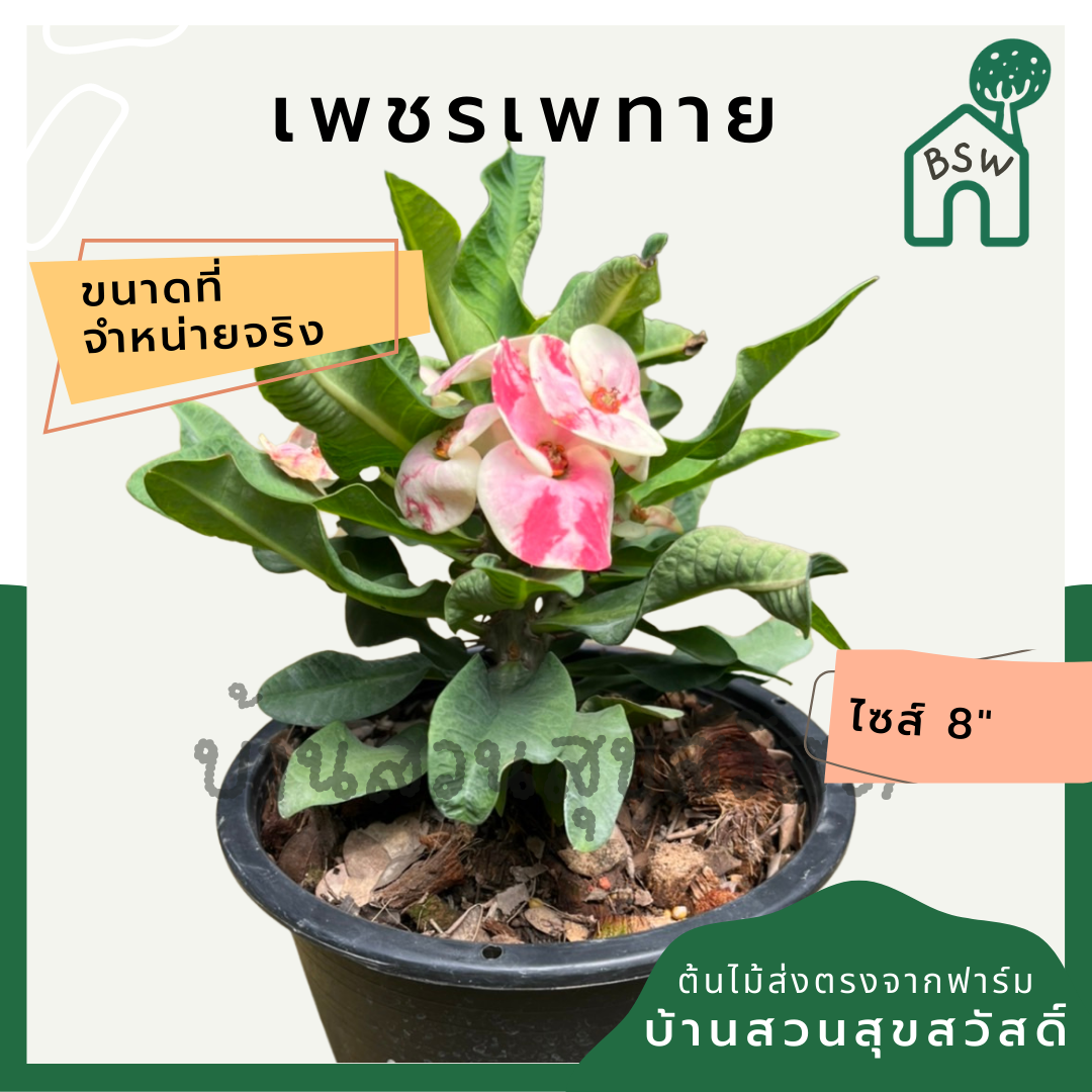 โป๊เซียน เพชรเพทาย ต้นใหญ่ใส่กระถาง 8 นิ้ว