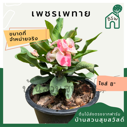 โป๊เซียน เพชรเพทาย ต้นใหญ่ใส่กระถาง 8 นิ้ว