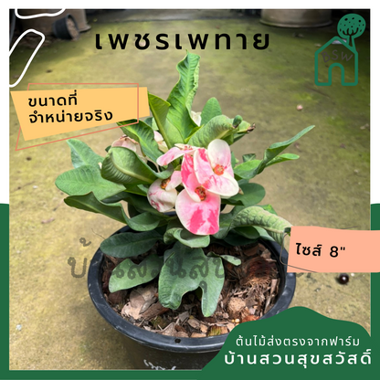 โป๊เซียน เพชรเพทาย ต้นใหญ่ใส่กระถาง 8 นิ้ว