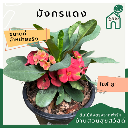 โป๊เซียน มังกรแดง ต้นใหญ่ใส่กระถาง 8 นิ้ว