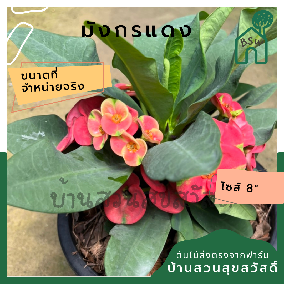 โป๊เซียน มังกรแดง ต้นใหญ่ใส่กระถาง 8 นิ้ว