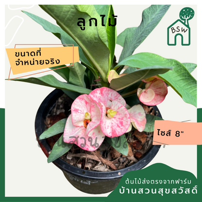 โป๊เซียน ลูกไม้ ต้นใหญ่ใส่กระถาง 8 นิ้ว