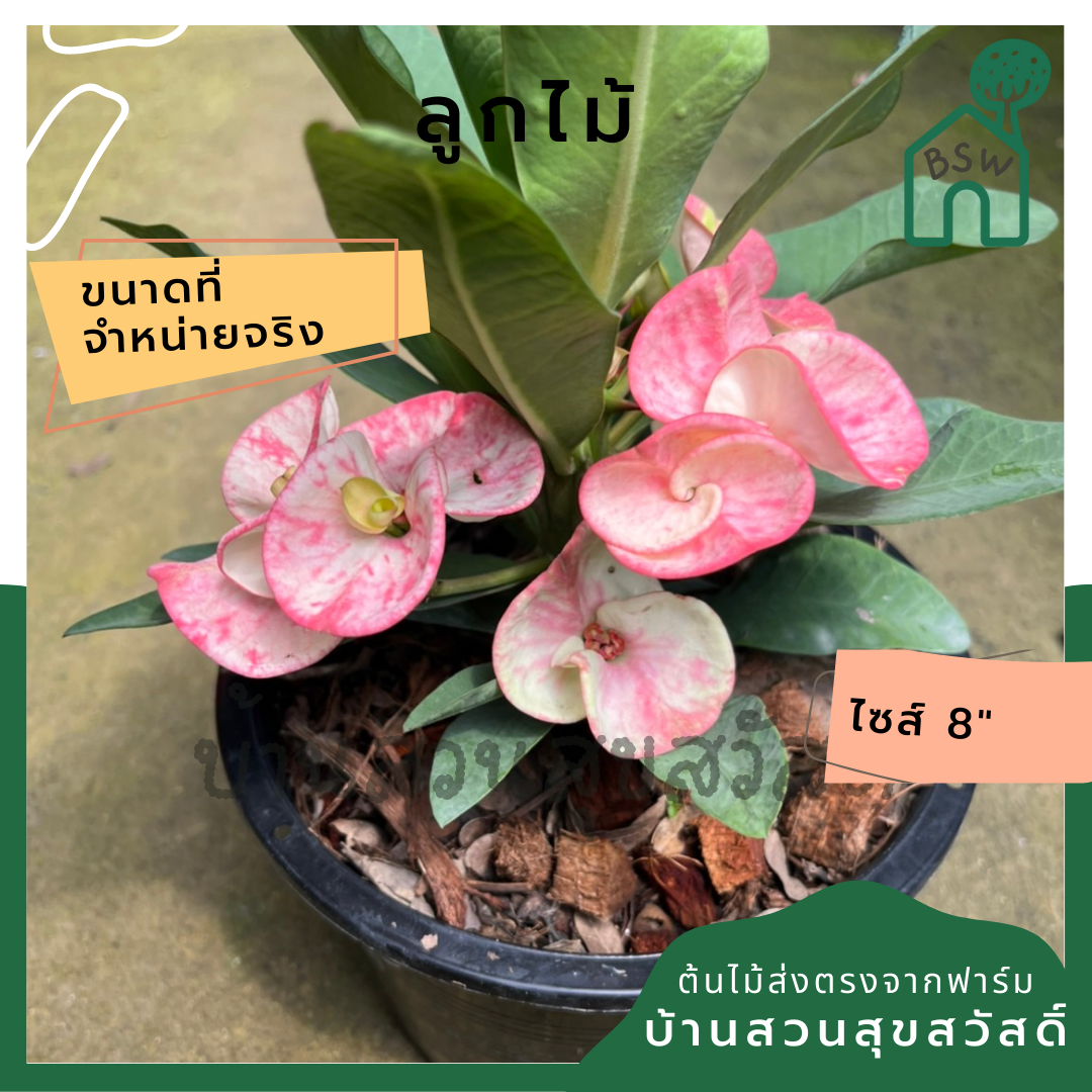 โป๊เซียน ลูกไม้ ต้นใหญ่ใส่กระถาง 8 นิ้ว