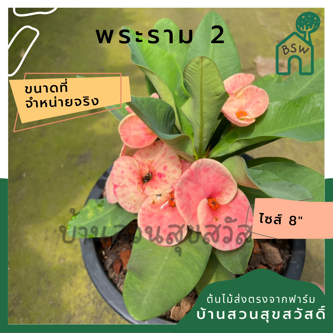 โป๊เซียน พระราม 2 ต้นใหญ่ใส่กระถาง 8 นิ้ว