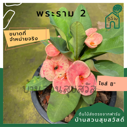 โป๊เซียน พระราม 2 ต้นใหญ่ใส่กระถาง 8 นิ้ว