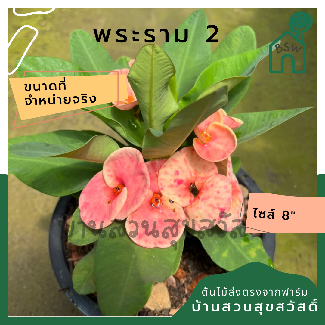 โป๊เซียน พระราม 2 ต้นใหญ่ใส่กระถาง 8 นิ้ว